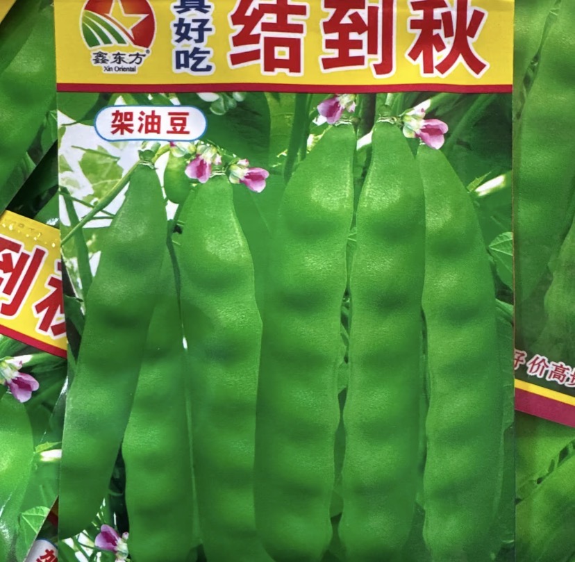 【结到秋架油豆种子】四季种植盆栽地栽阳台小院种植