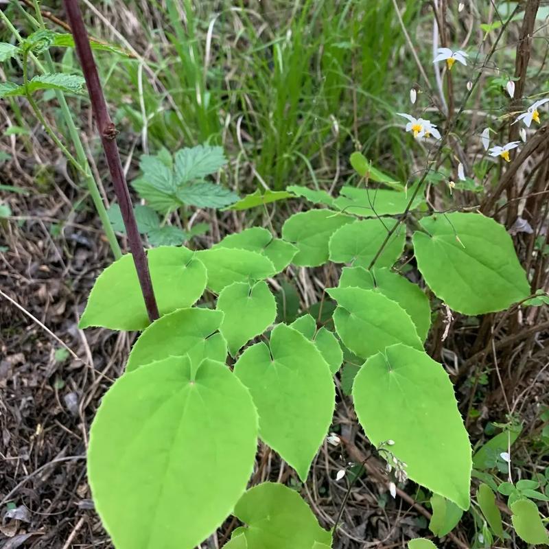 甘肃纯野生小圆叶三枝九叶草可搭配枸杞黄芪泡水泡酒
