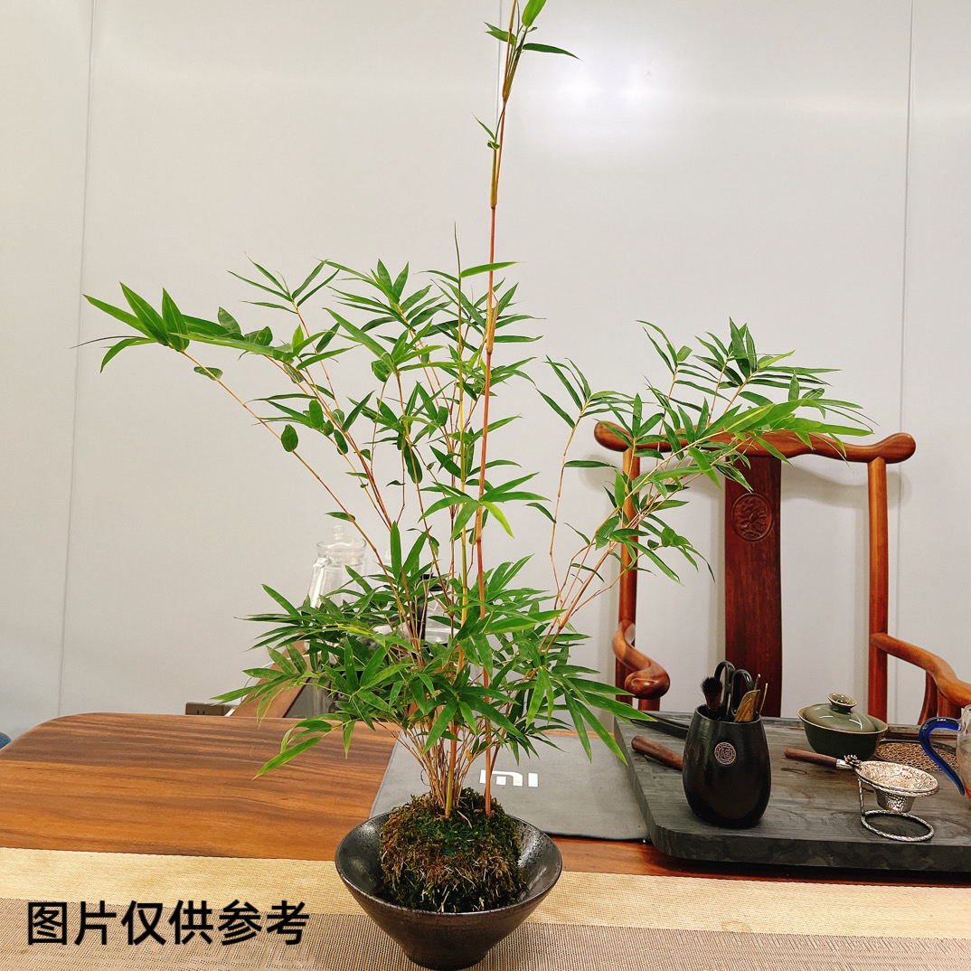 观音竹水培盆栽苔藓球可净化空气适合室内外桌面摆放