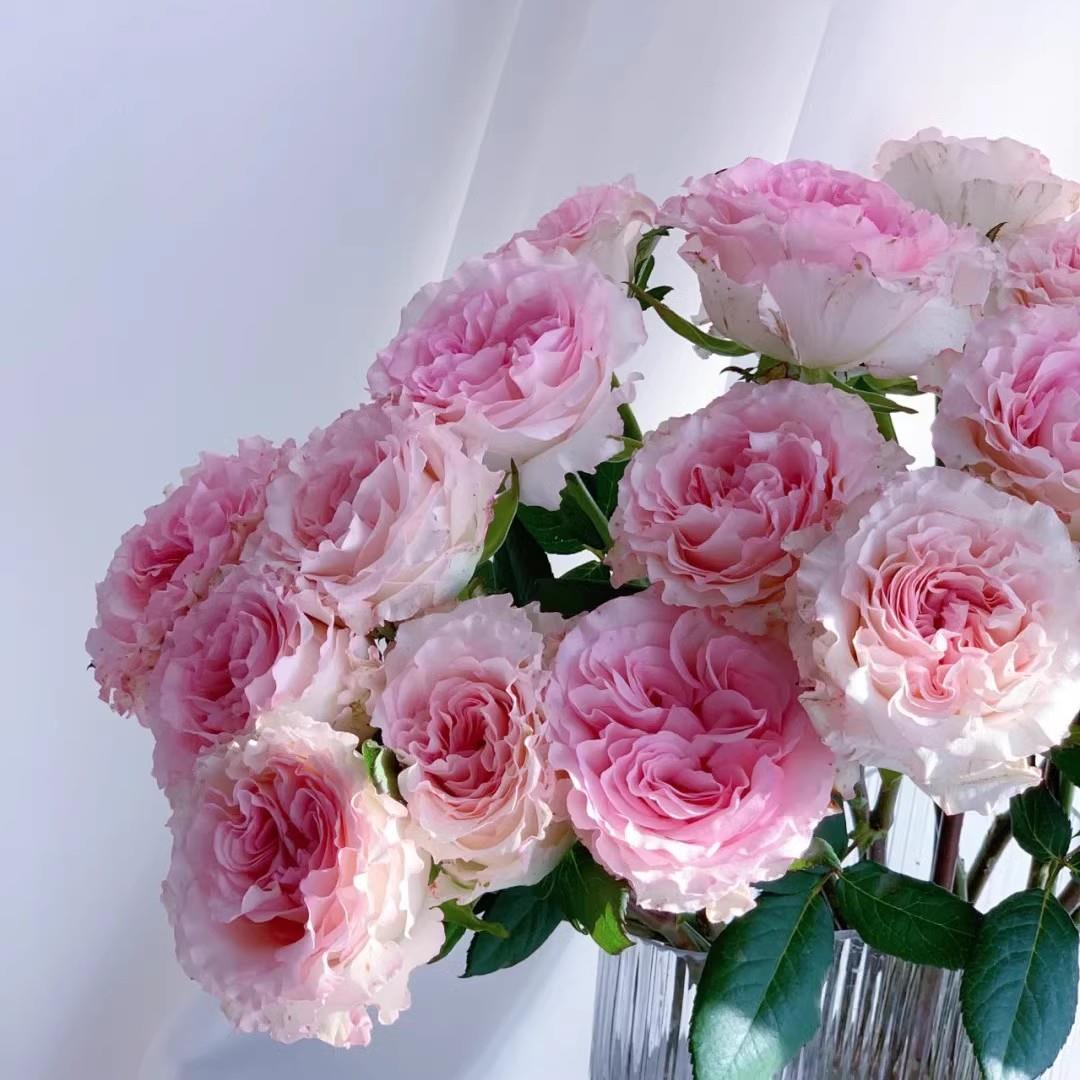 洛神玫瑰花苗四季开肯尼亚切花月季浓香特大花苗阳台庭院盆栽绿植