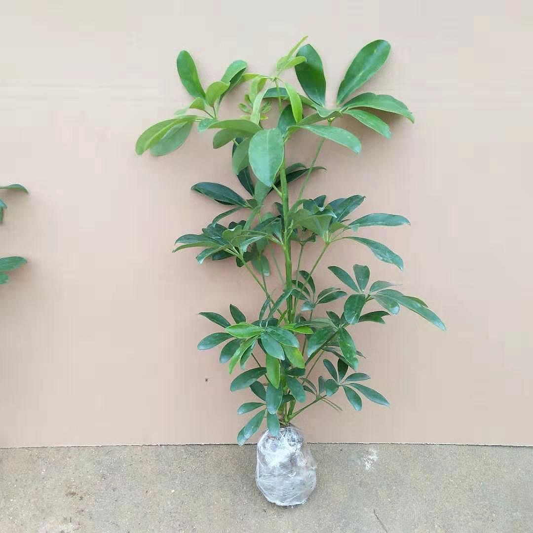 大型绿植鸭脚木盆栽室内客厅阳台摆放办公室书房美化环境庭院种植