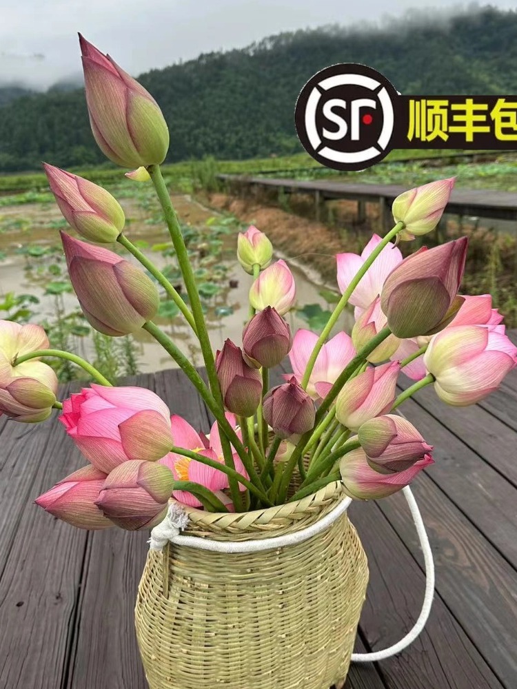 【鲜切荷花】现摘带杆单瓣荷花花苞莲蓬顺丰包邮