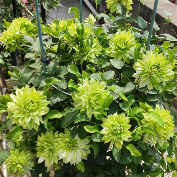 铁线莲风之森林爬藤庭院花卉盆栽植物重瓣绿色花园阳台耐阴爬墙