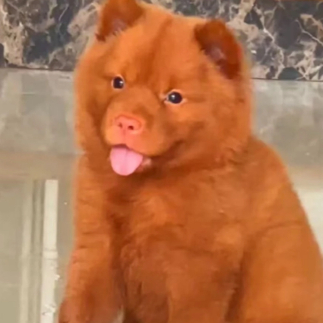 田园犬五红犬五黑犬四黑犬土狗