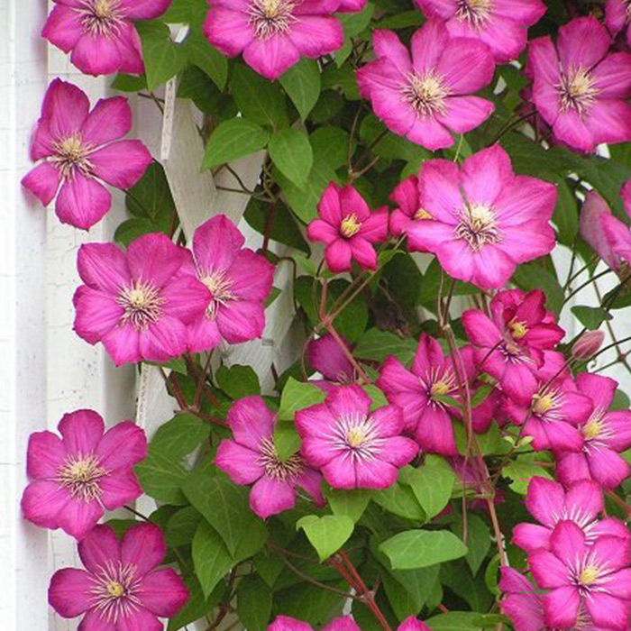 铁线莲里昂村庄盆栽可地栽家庭种植