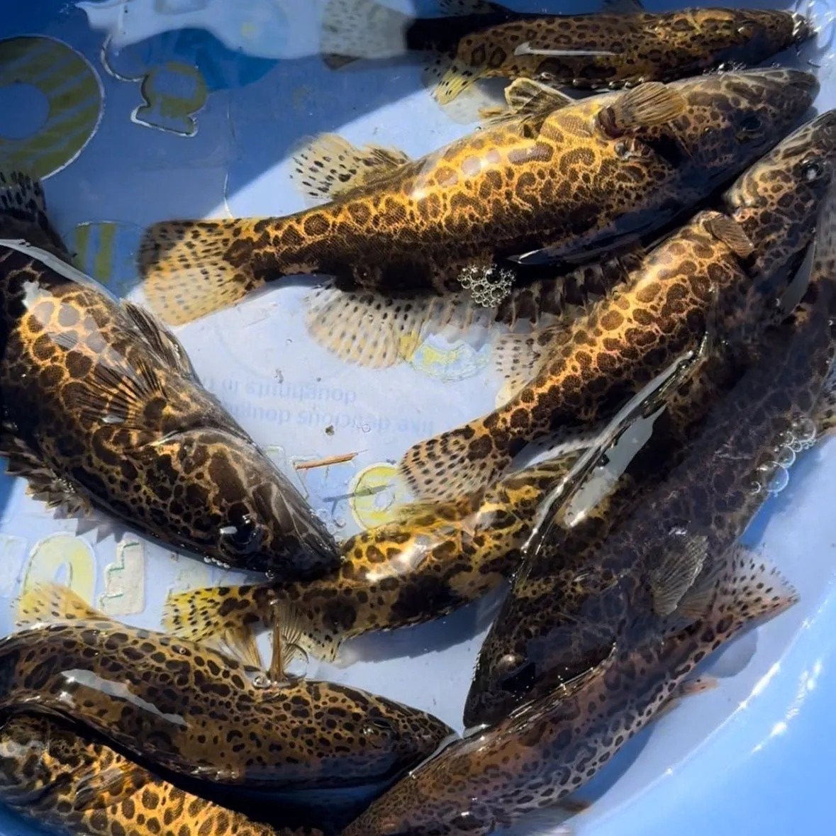 包邮包活到家野生斑鱖都已定好水开口