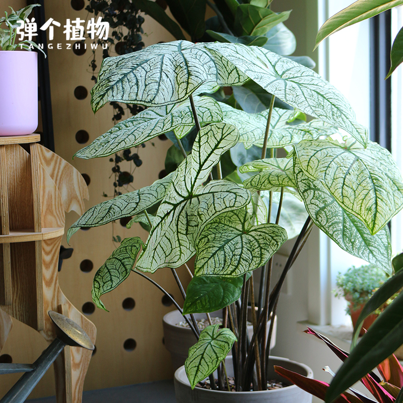 弹个植物彩叶芋种球室内观叶块根白色恋人粉色飞溅绿植多年生全国