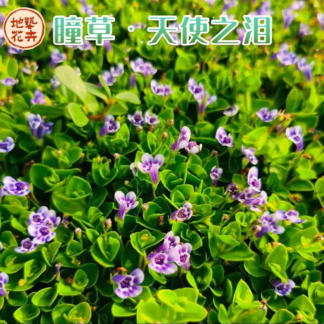 瞳草天使之泪地被盆栽庭院绿化花园植物室外四季开花草坪耐热耐寒