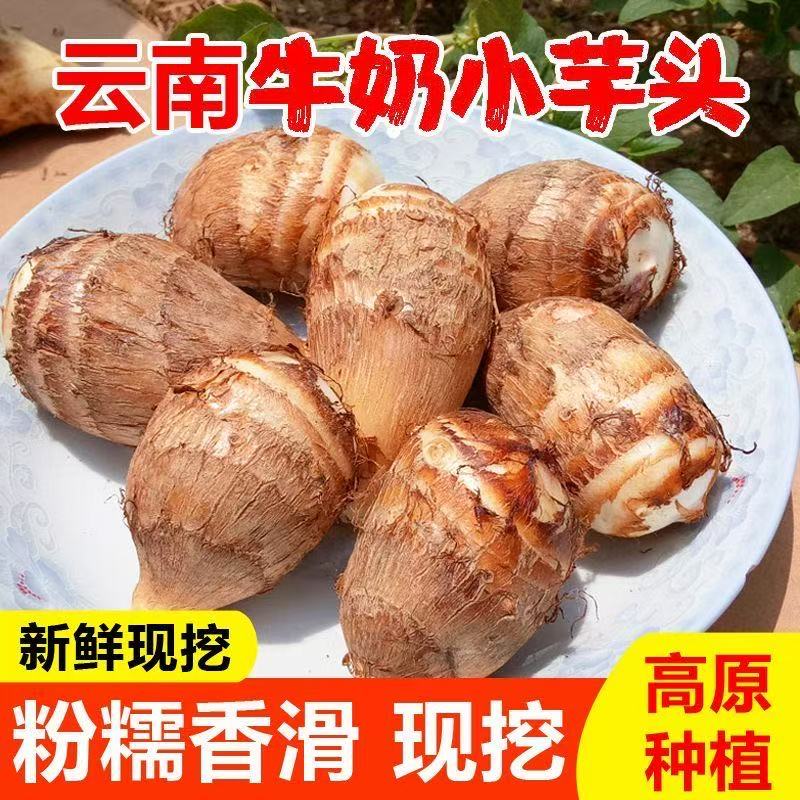 云南新鲜现挖牛奶小芋头软糯香甜当季高原蔬菜特产奶香四溢小芋艿