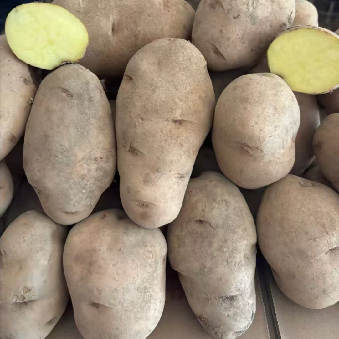 贵州威宁老品种黄皮黄心米拉洋芋农家自种当季又粉又糯土豆
