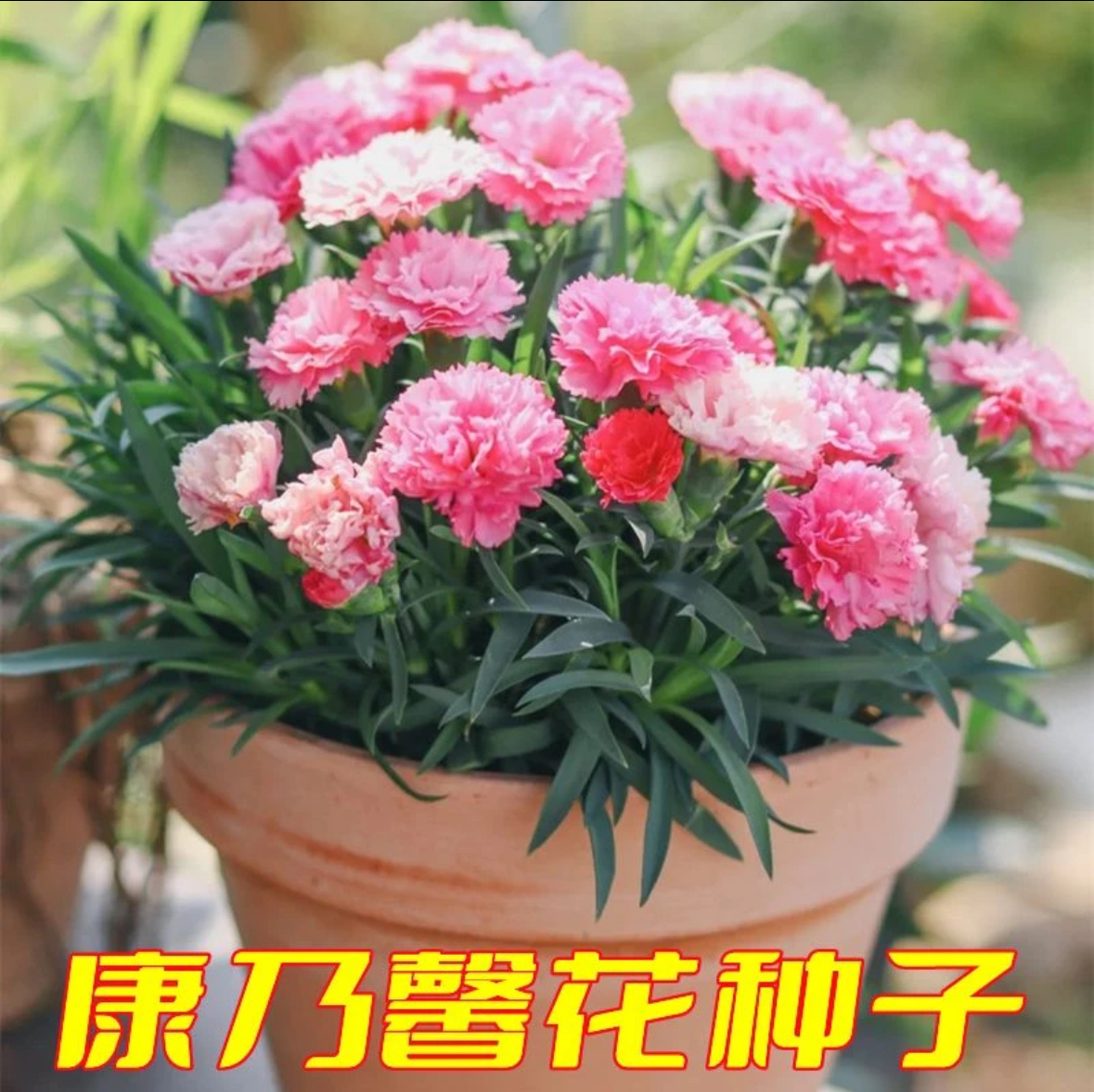 【康乃馨种子】家庭阳台小院花海打造四季种植