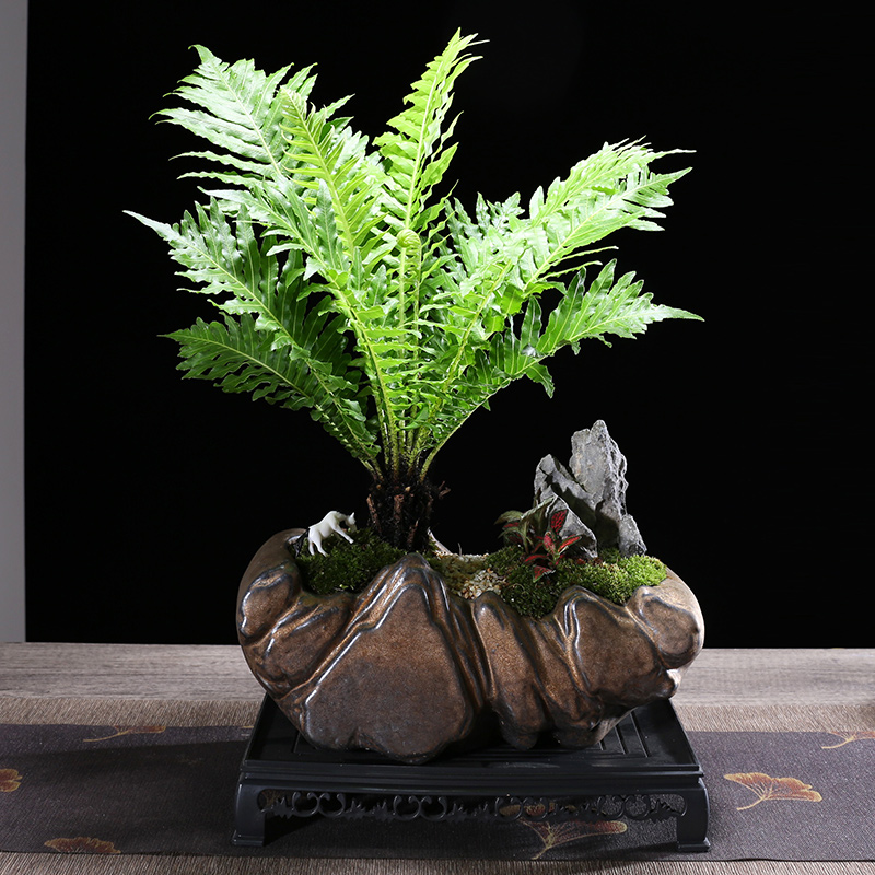 富贵蕨盆栽室内外观叶蕨类植物波斯顿肾蕨客厅桌面美观大叶绿植