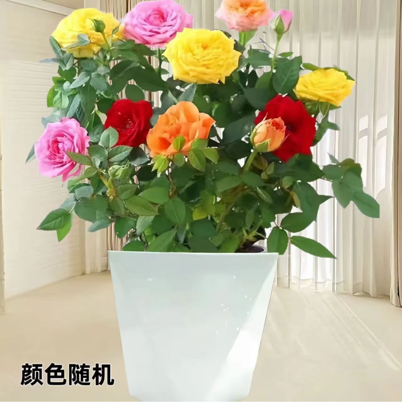 【多色月季带花苞发货】四季开花阳台月季庭院花苗花卉好养室外绿植