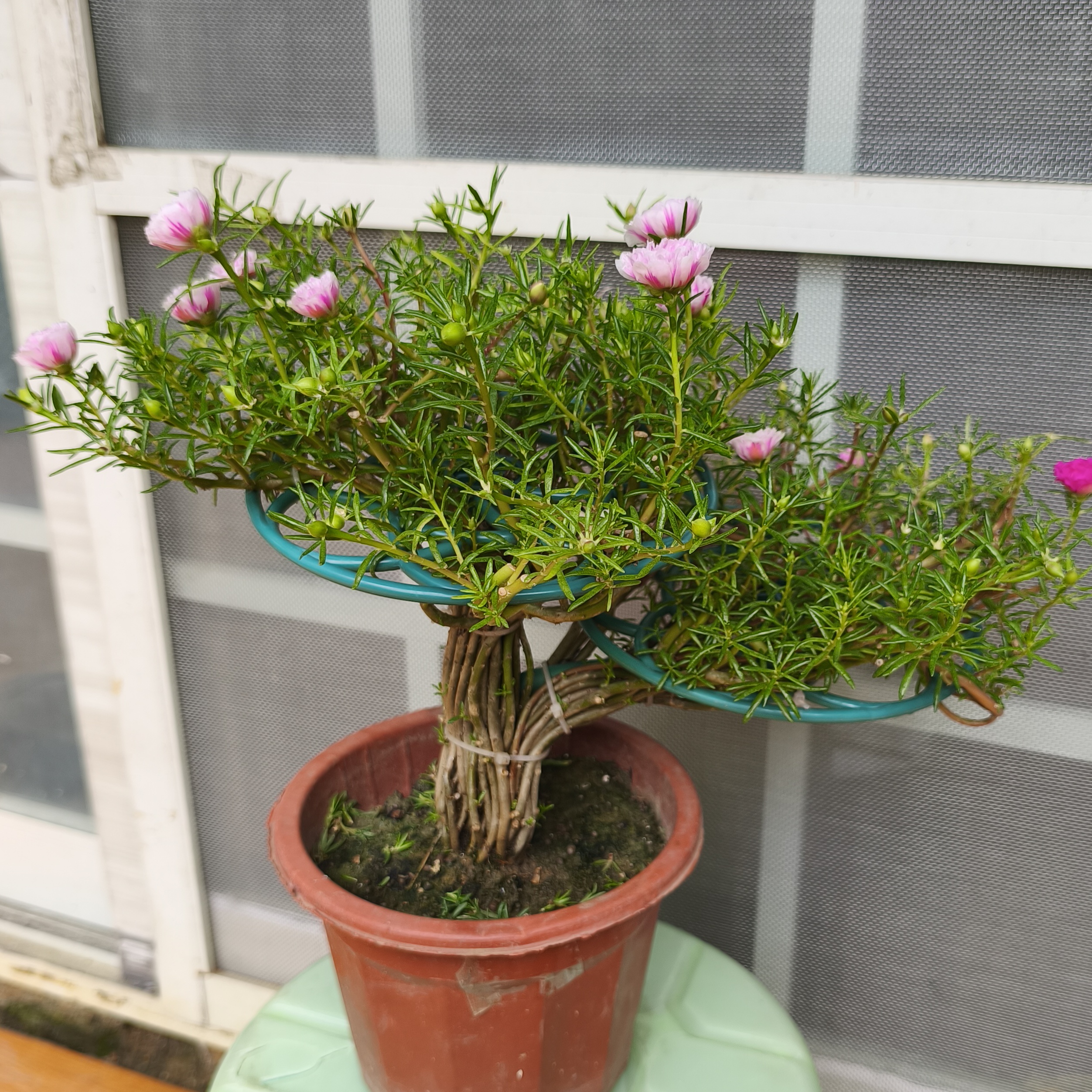 夏季太阳花花瓶造型盆栽造型耐寒玫红粉色红色网红植物花卉绿植