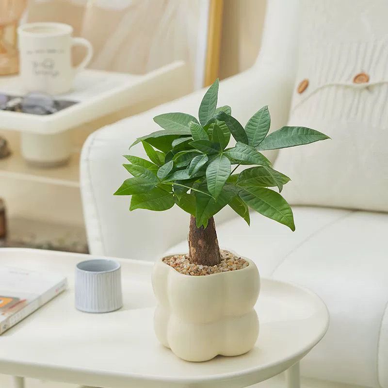 发财树室内绿植吸甲醛净化空气桌面好养四季常青北欧解压懒人绿植