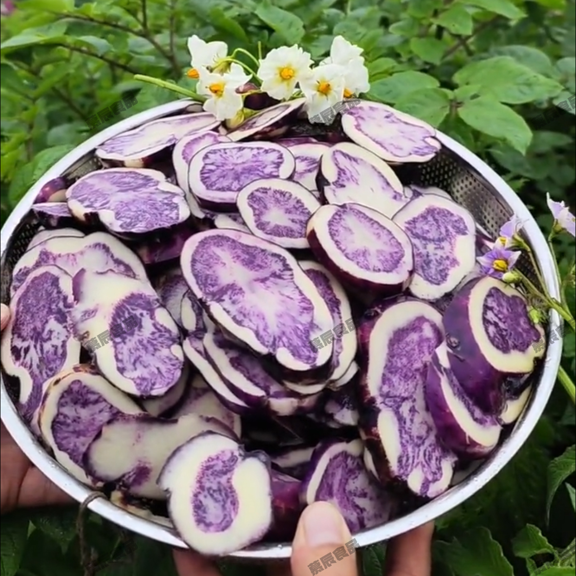 六盘水小乌洋芋紫皮土豆新鲜乌洋芋七彩土豆马铃薯应季特产鲜果