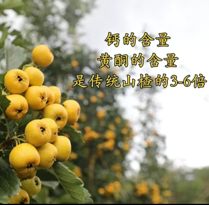 黄山楂 稀奇水果黄金如意九分甜一分酸  未曾品尝过的味道1/3/5斤