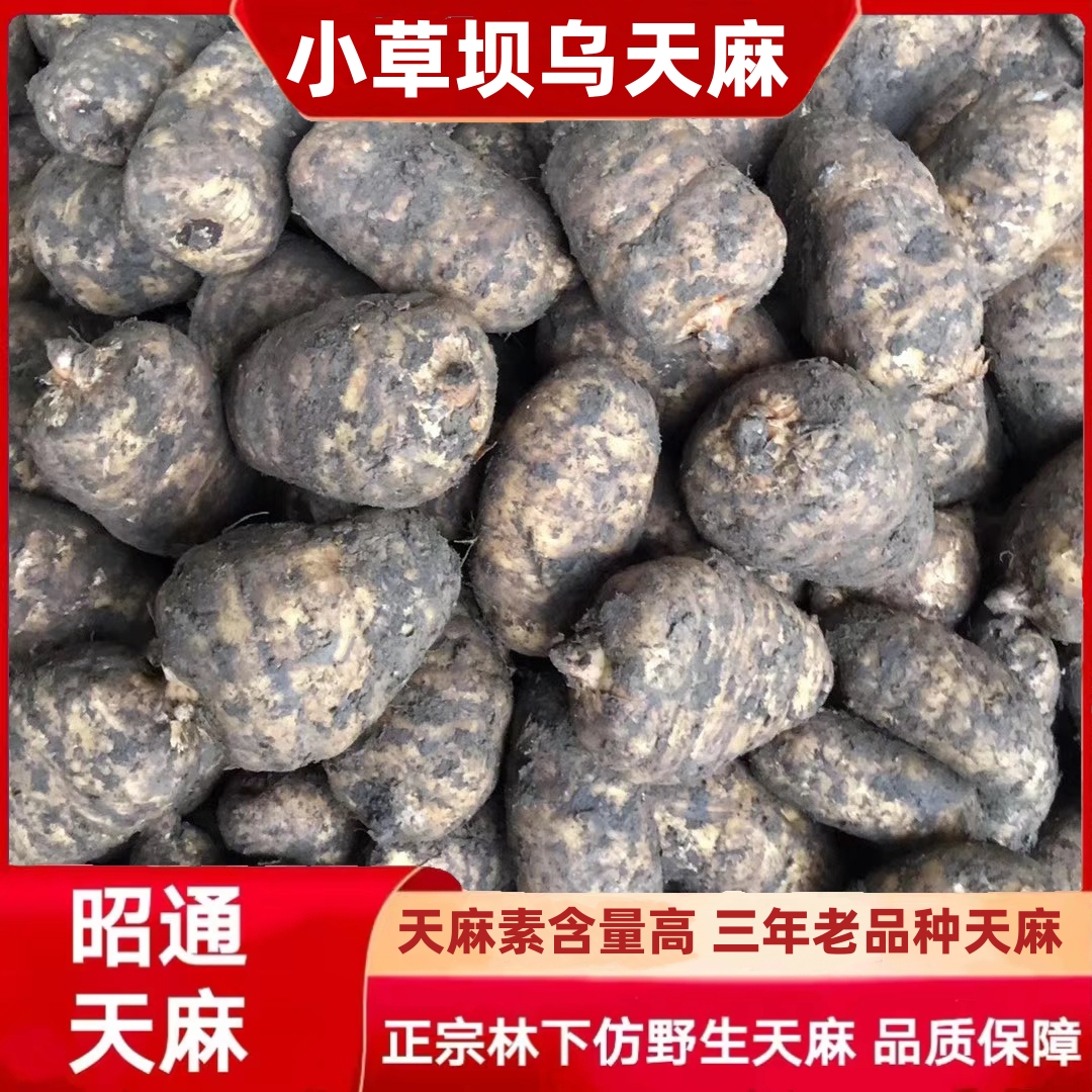 滇品源药业云南小草坝林下仿野生乌天麻高山乌天麻老品种高山三年