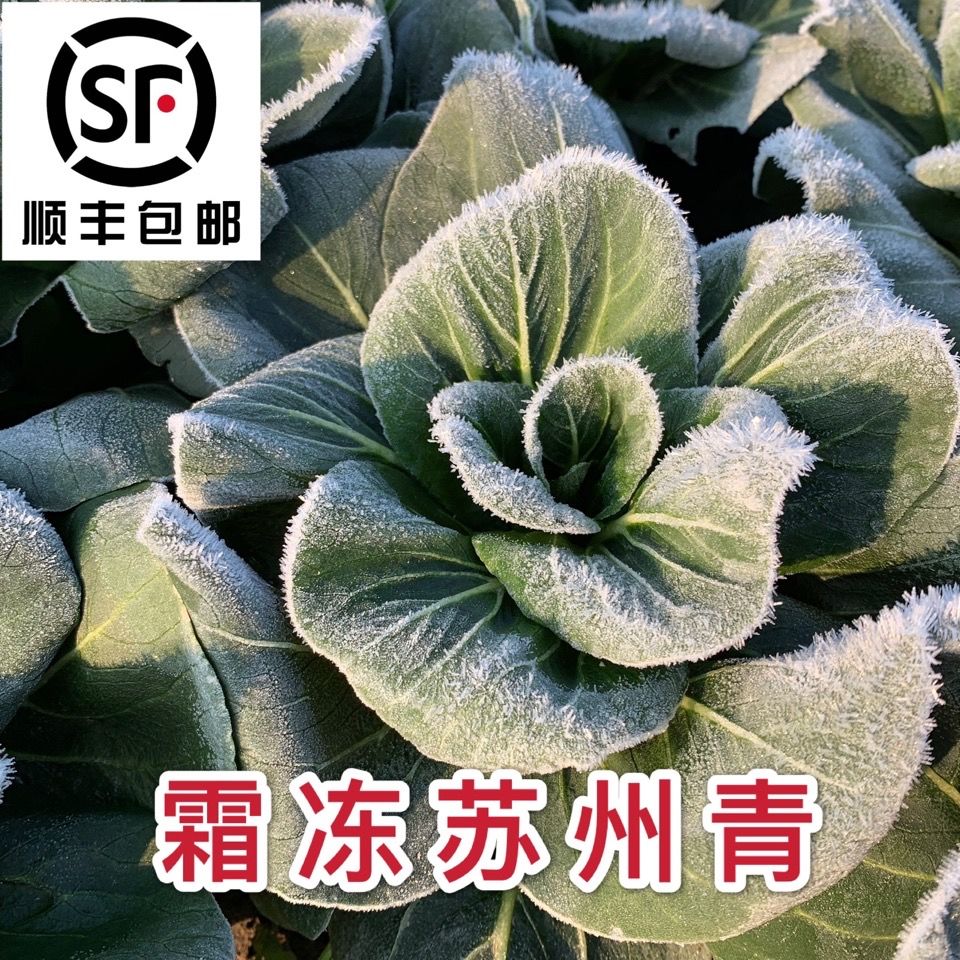 顺丰包邮苏北发货露天苏州青青菜脆嫩甜
