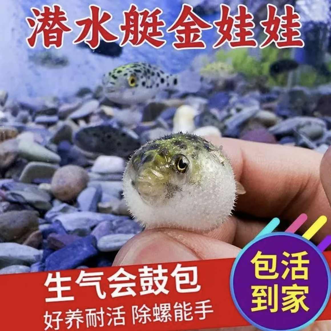 河豚鱼金娃娃潜水艇鱼狗头鱼汽水鱼小型热带淡水观赏鱼活体鱼好养