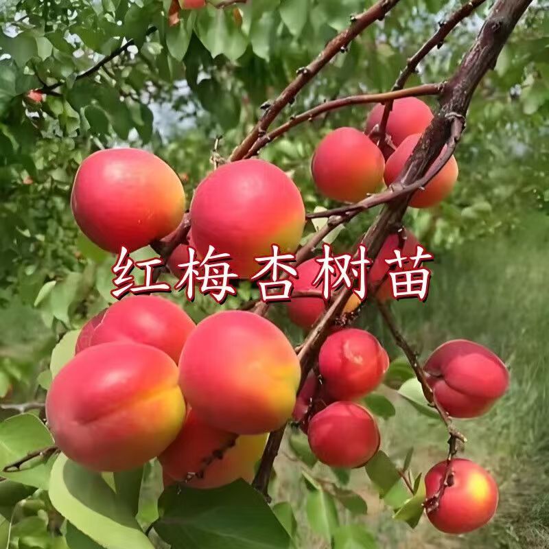 精品嫁接红梅杏树种苗现挖先卖南北方地栽盆栽地栽果园种植