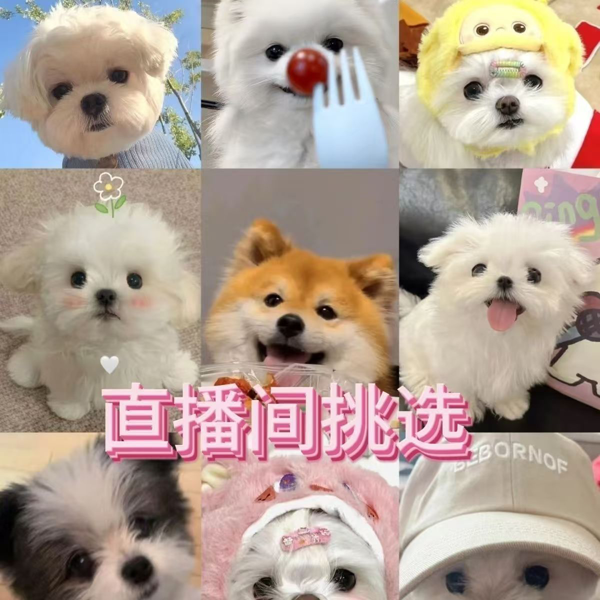 活体小狗狗泰迪比熊金毛拉布拉多柯基边牧博美幼犬活体活物小狗