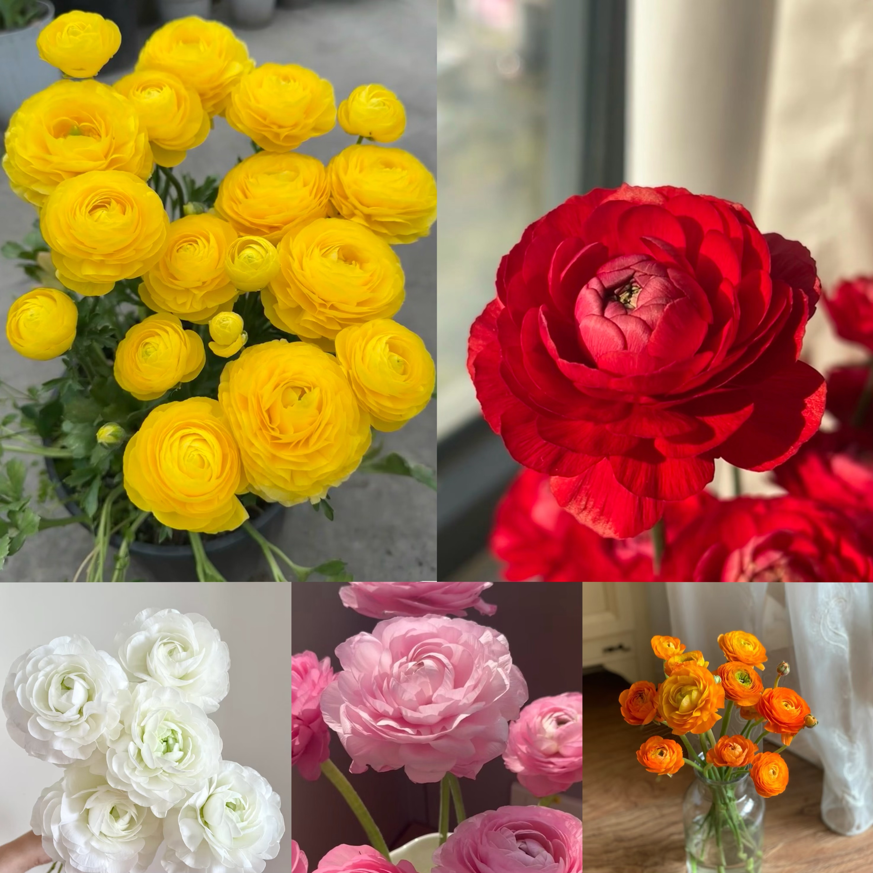 【新粉福利】催芽蝴蝶花毛茛种球 洋牡丹球根   芹叶牡丹花庭园艺