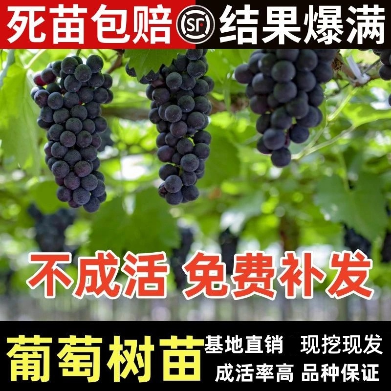 葡萄苖阳光玫瑰蓝宝石盆栽庭院爬藤南方北方种植巨峰无籽葡萄树苗