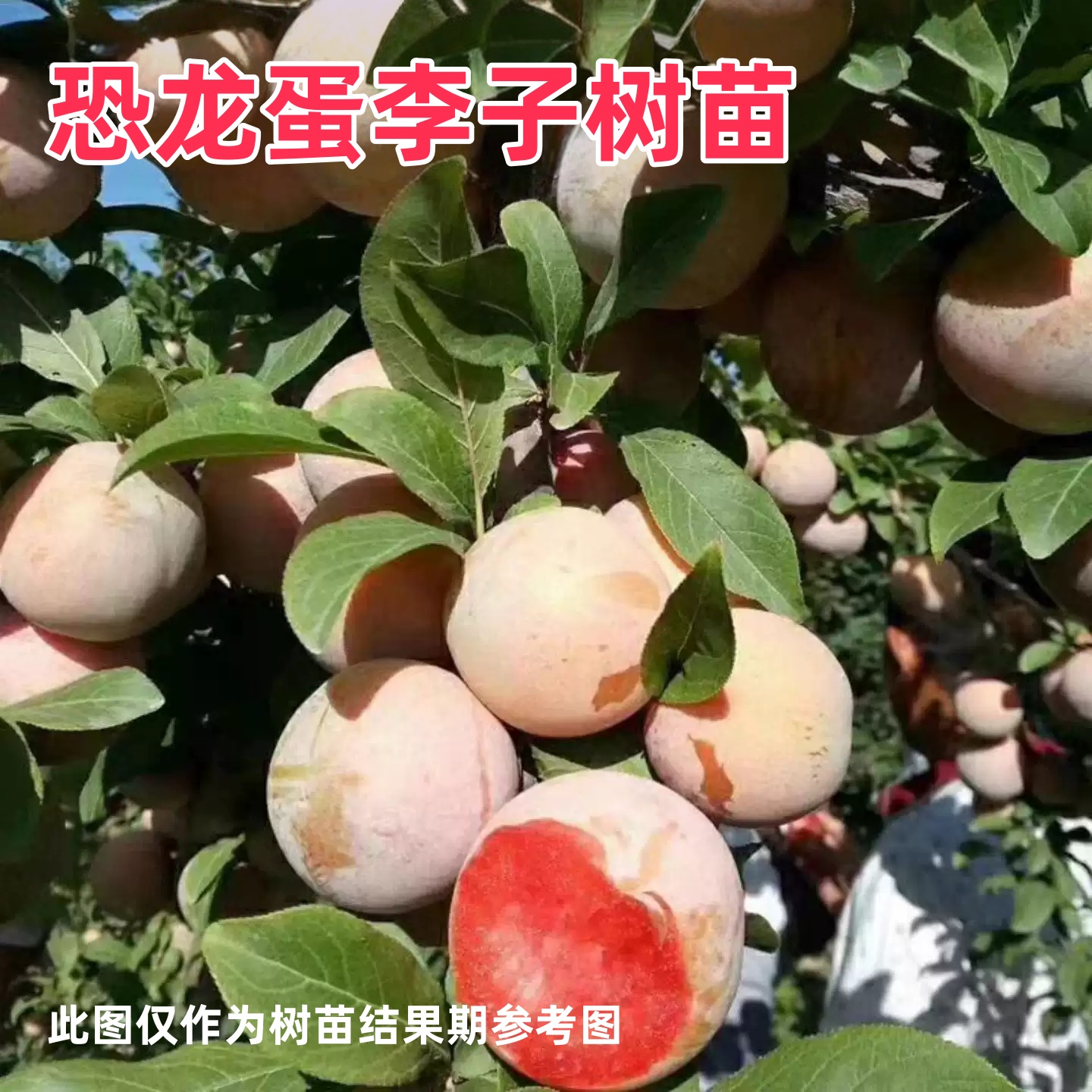 恐龙蛋李子嫁接树苗8月份成熟大果脆甜多汁丰产南北种植盆栽地栽