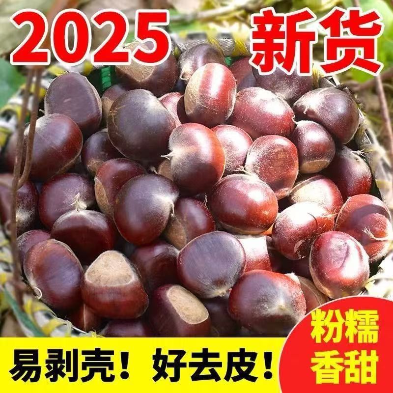 陕西商洛秦岭山野生板栗1/3/5/9斤装包邮  坏果包赔