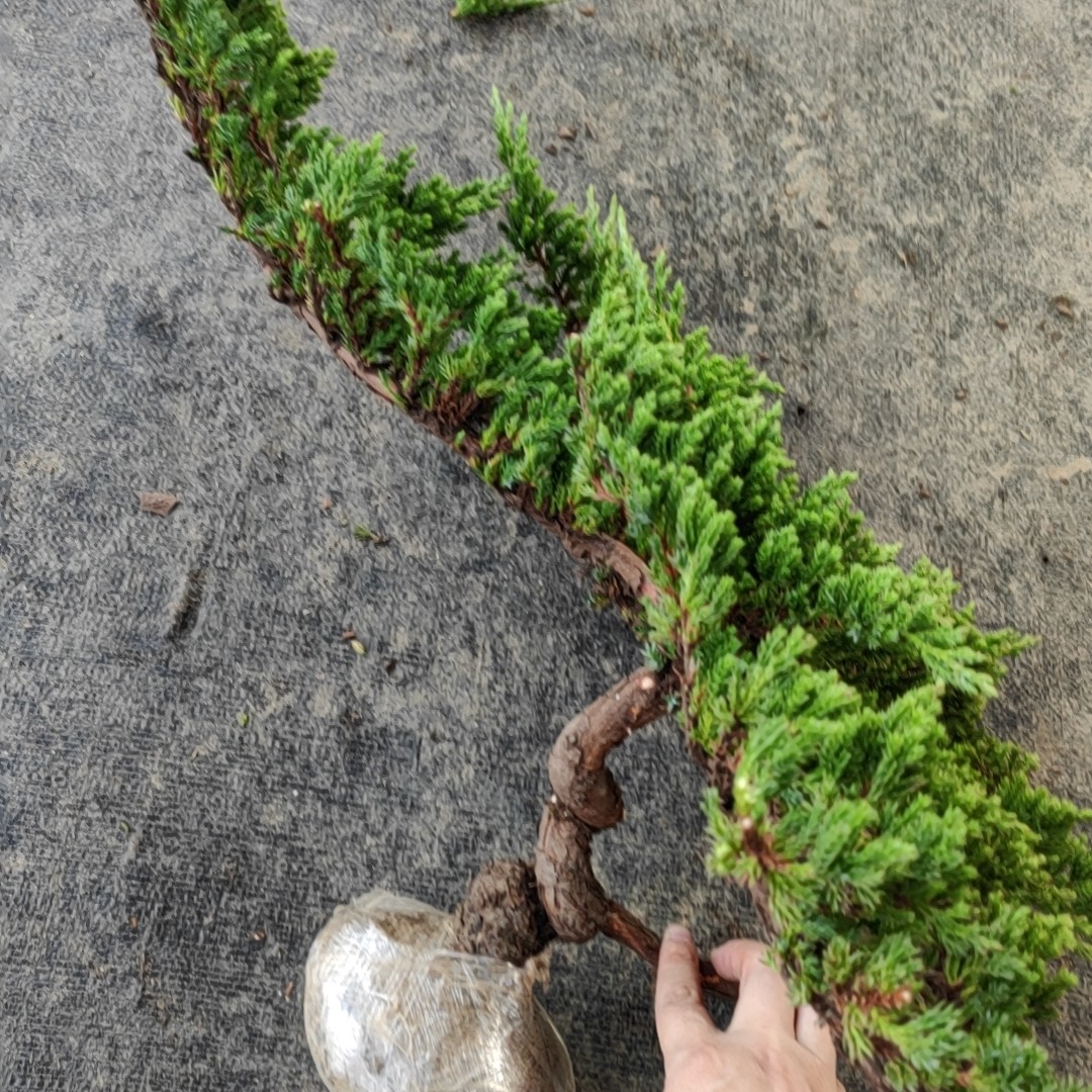 地柏等盆景不带盆直播间一物一拍