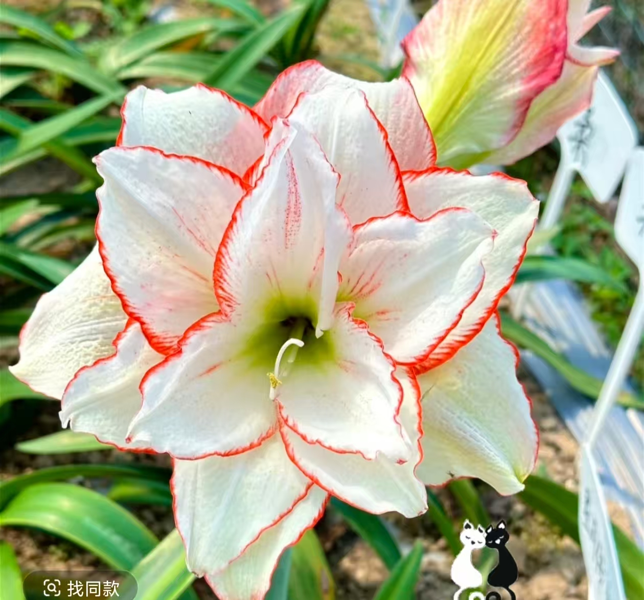 白肋重瓣朱顶红室内阳台盆栽庭院球根花卉