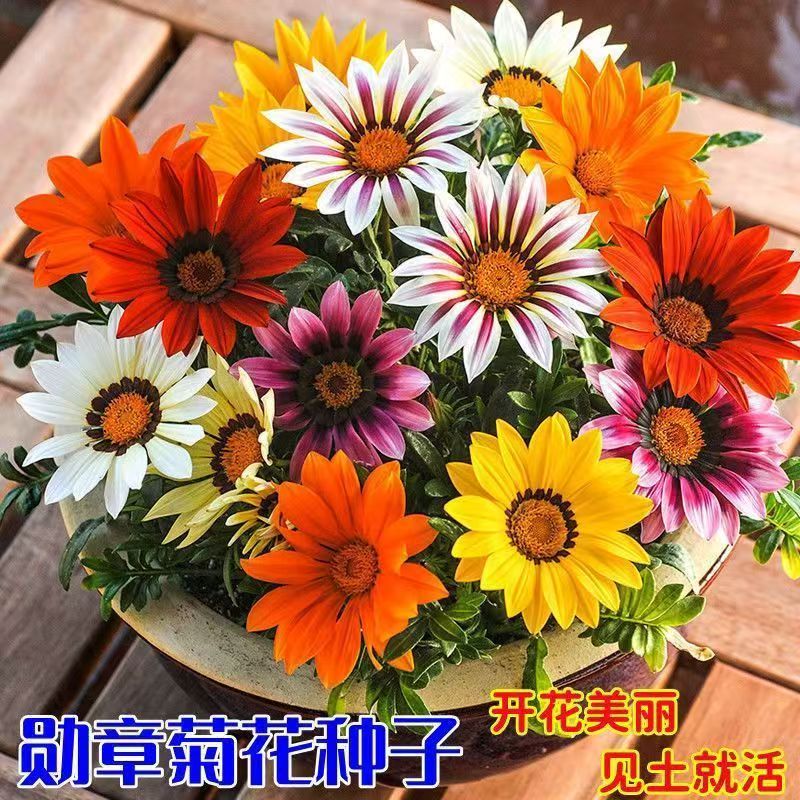 【勋章菊种子】四季种植盆栽地栽阳台小院种植