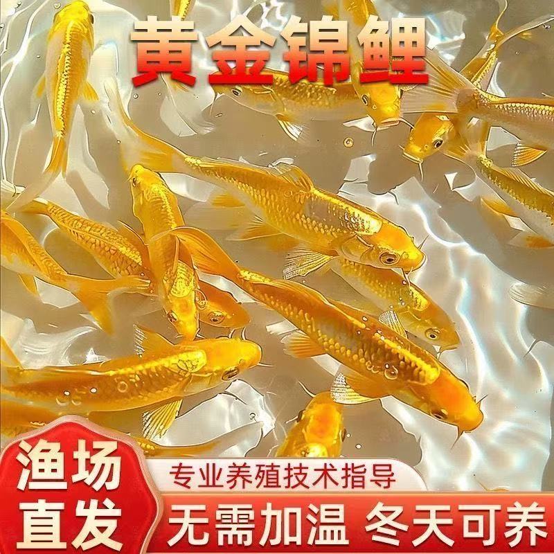 黄金锦鲤活鱼招财鱼金鱼淡水鱼好养耐活冷水鱼黄金龙凤锦鲤观赏鱼
