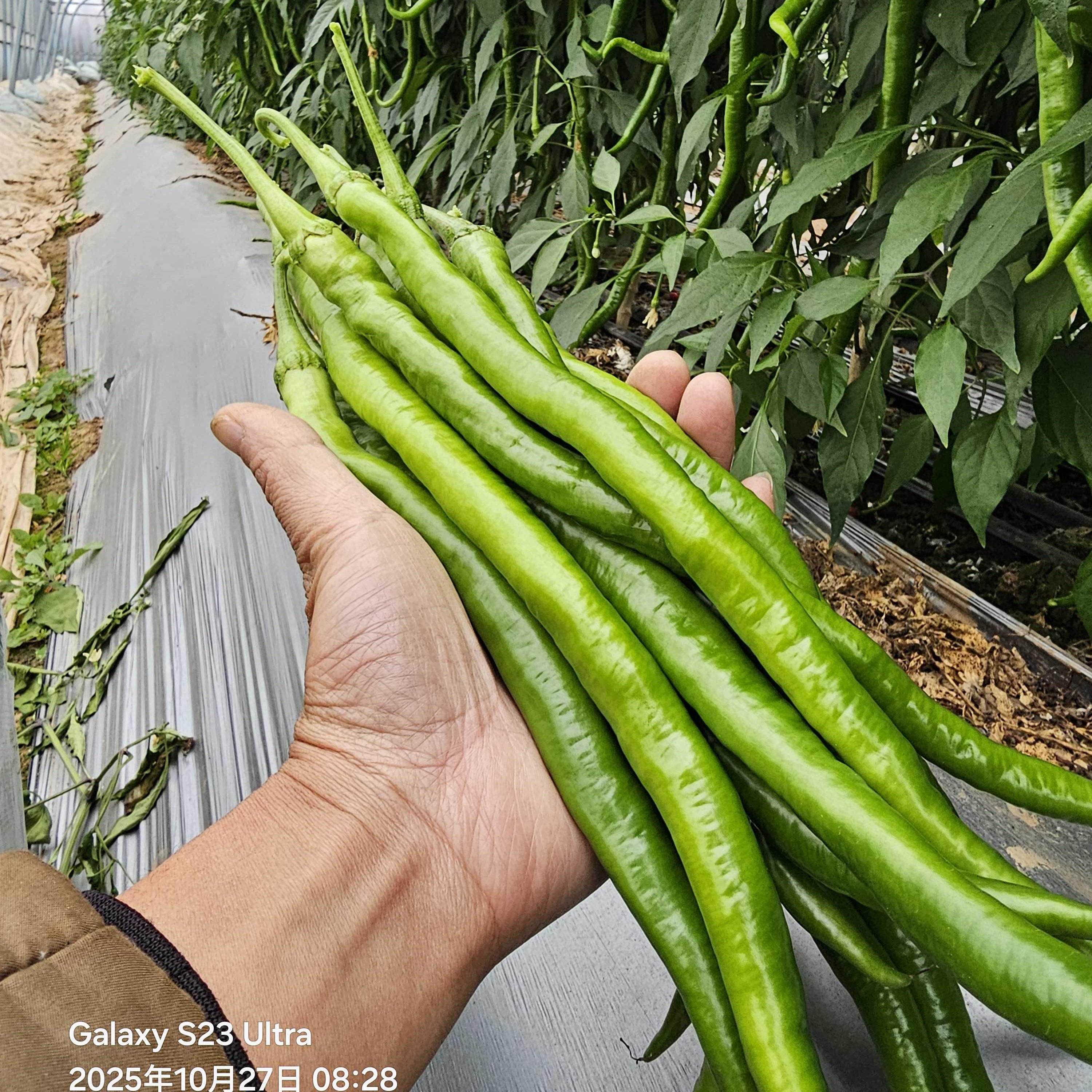 （特价:苏润长线椒） 青线椒特辣香辣新鲜美味3-5斤泡沫箱包邮