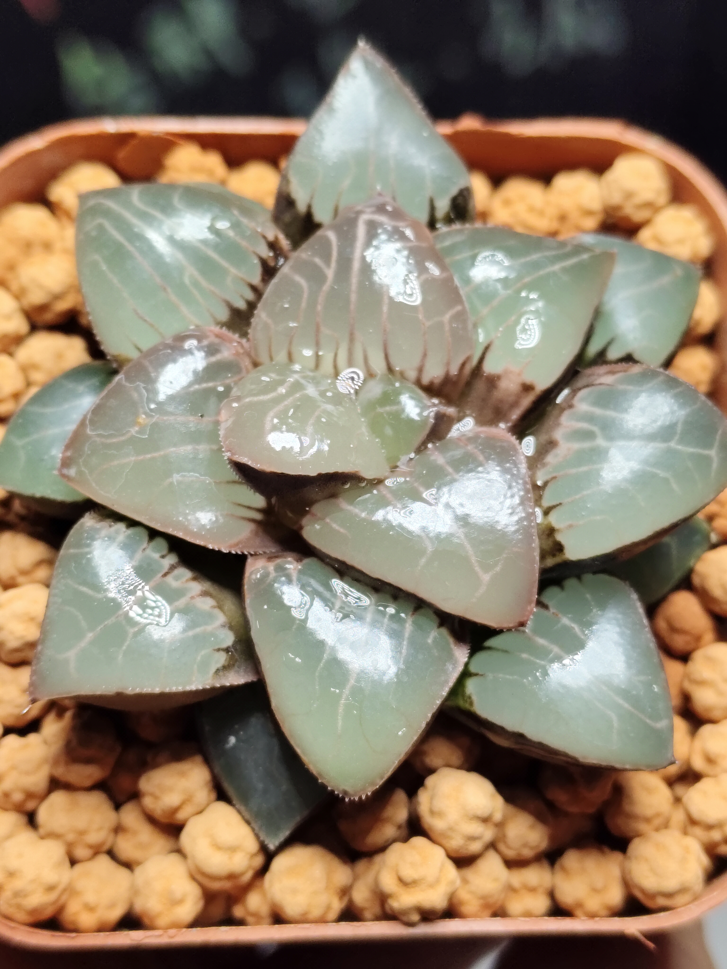 十二卷多肉天池克植物高端稀有适合阳台办公室小盆栽