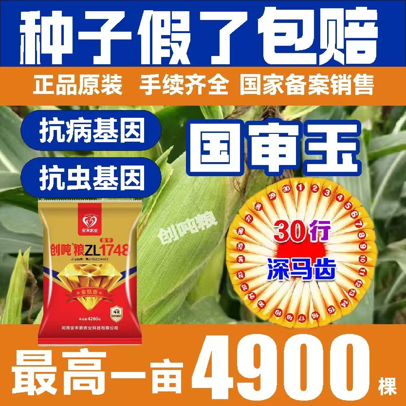 创吨粮ZL1748国审玉米种大棒抗旱不花粒根系发达抗涝抗病害高产