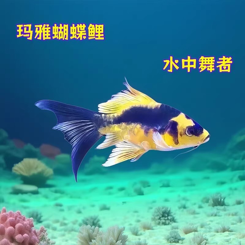 德系玛雅蝴蝶鲤大酋长长尾短身锦鲤冷水鱼耐活耐寒淡水鱼观赏鱼
