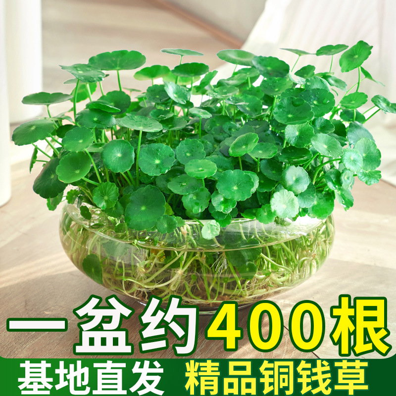 四季好养铜钱草水培盆栽绿植物办公室内花卉绿萝水养金钱草籽茶室