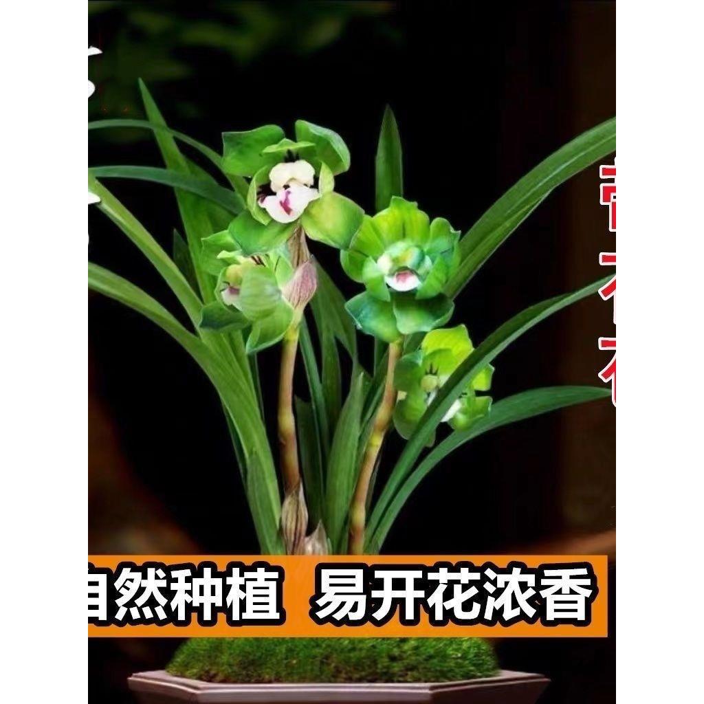 春兰皇后【绿云】矮种兰花大全室内外客厅盆栽花卉大全