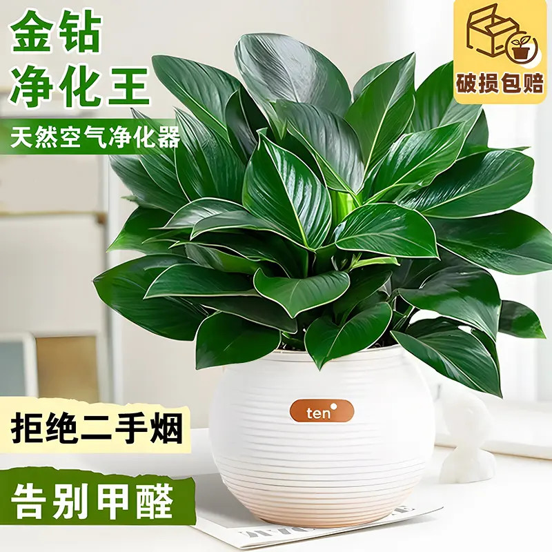 【基地直发】大叶金钻绿公主盆栽室内绿植物吸甲醛净化空气好养花卉