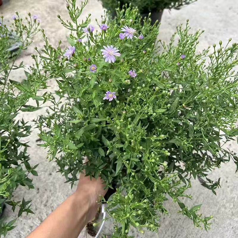 小卡罗紫菀盆栽重瓣翠菊荷兰菊室内外好养活多年生耐热耐寒花卉