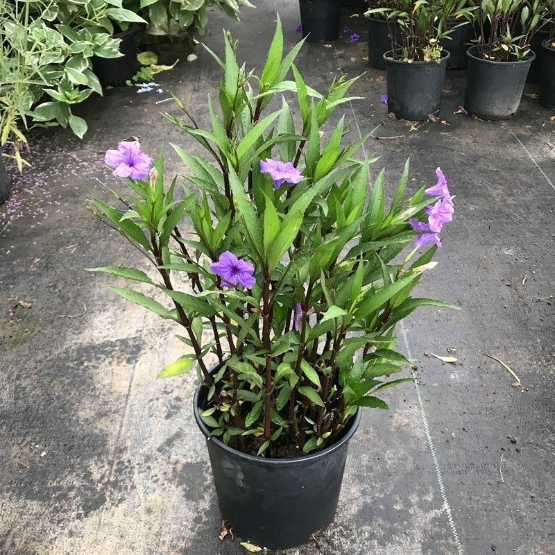 翠芦莉盆栽多年生兰花草阳台庭院地栽花卉 基地直发