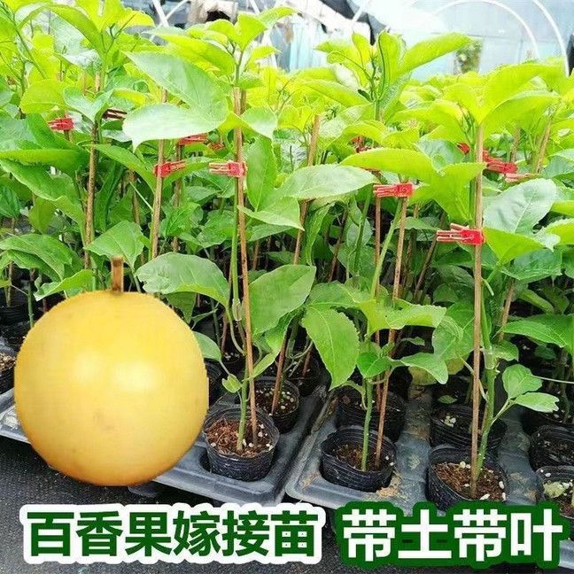 百香果苗黄金百香果台农阳台庭院盆栽地栽观赏遮阳四季可以结果