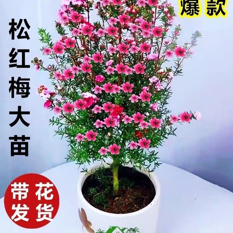 澳洲松红梅腊梅带花苞三色梅室内花卉盆栽一树多色耐寒四季花