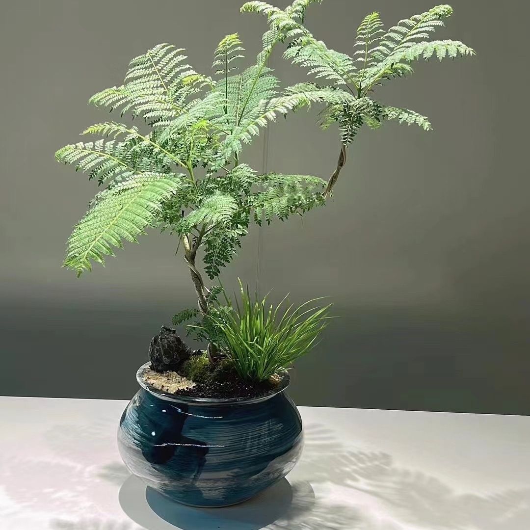 蓝花树苗绿植别墅名贵庭院风景树种植四季绿化植物蓝花楹水培蕨类