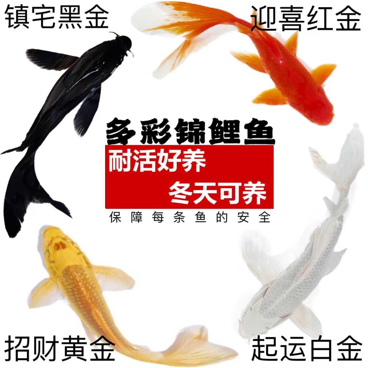 一物一拍 1~100号 锦鲤鱼活体冷水观赏鱼好养耐活共10~15条 5备损