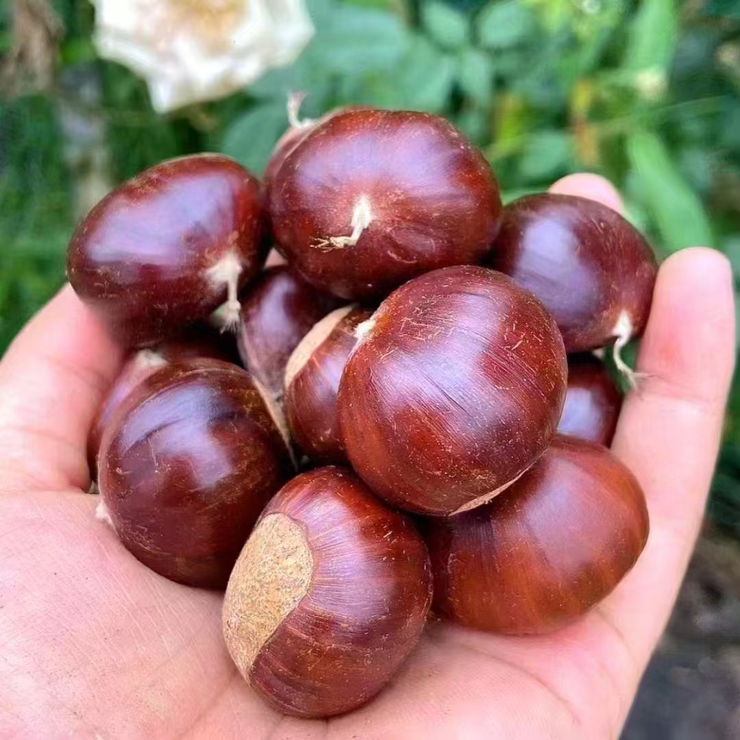 野山毛栗子油栗锥栗罗田板栗正宗栗子新鲜孕妇小零食板栗仁生栗子