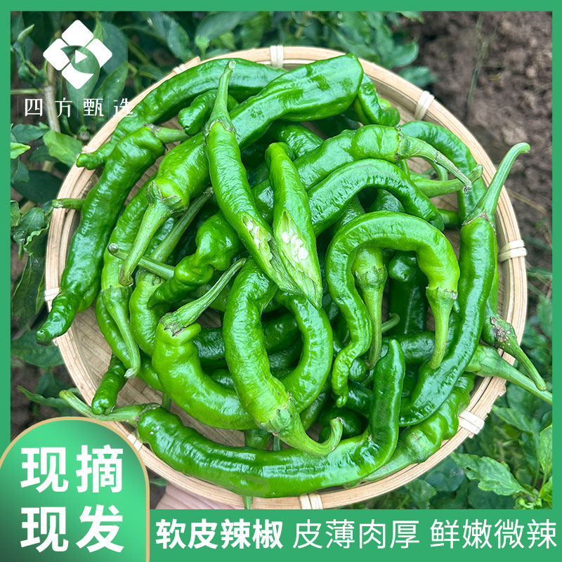 【湘妹刘星】湖南软皮辣椒本地农家新鲜老品种辣椒现摘现发香辣青椒
