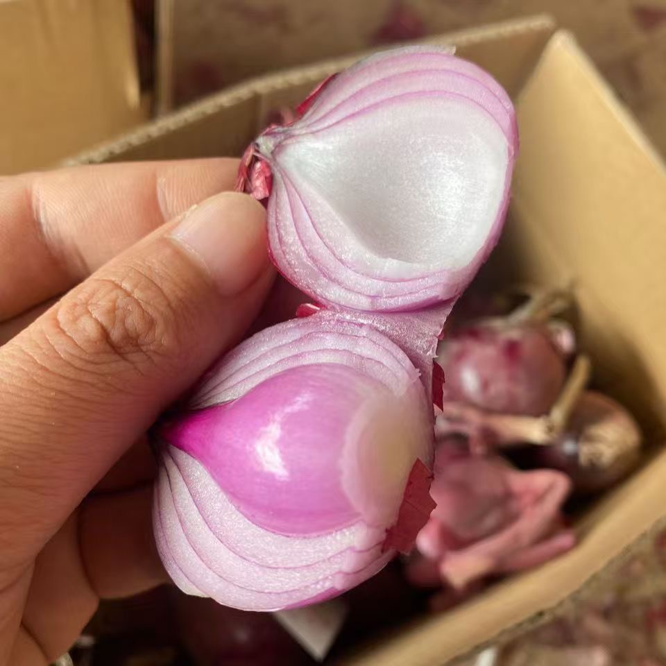 （珍珠小洋葱大果）紫红皮珍珠洋葱鹅蛋大小当季食用农产品